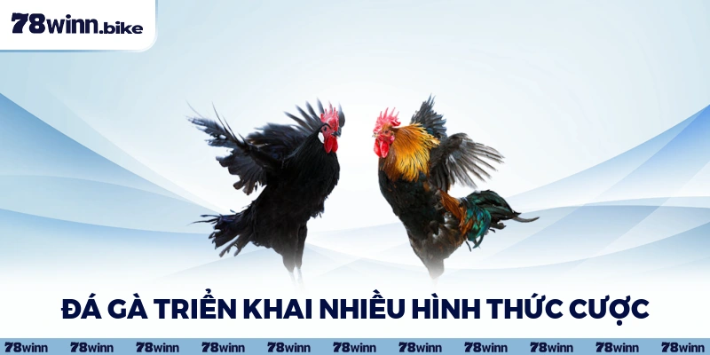 Đá gà triển khai nhiều hình thức cược 